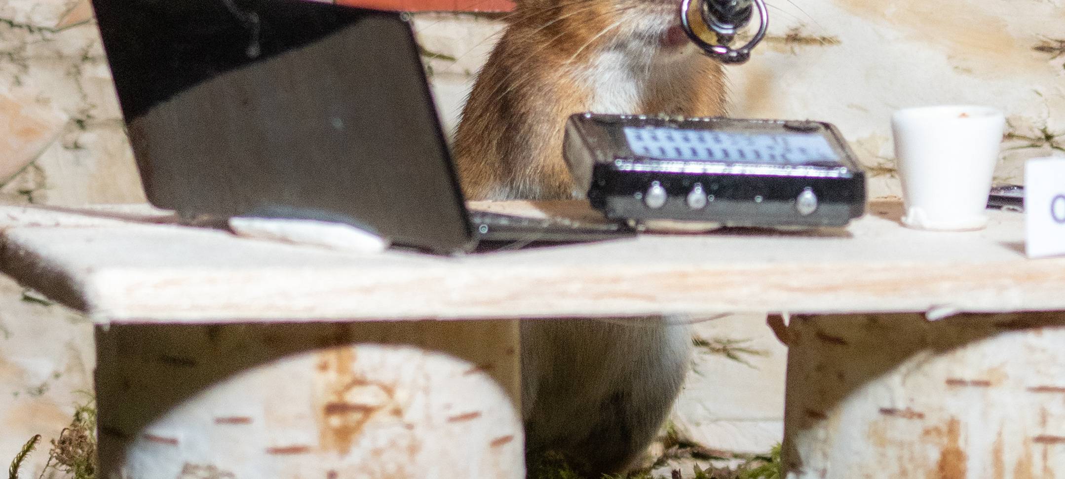 Mäuse-Influencerin aus Grevenbroich