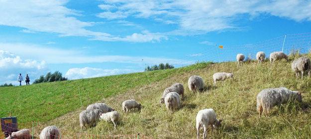Deich in Dormagen mit Schafen