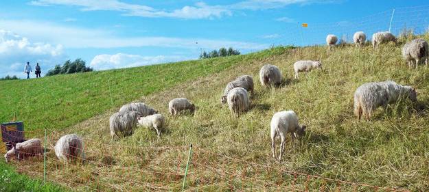 Deich in Dormagen mit Schafen