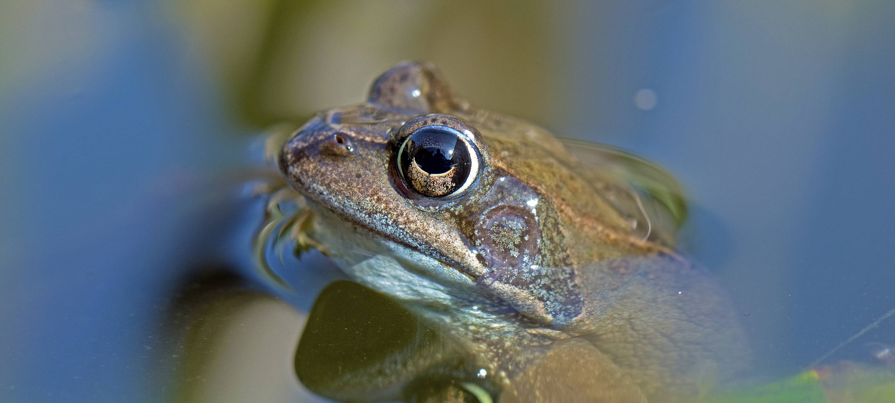 Frosch, Biotop, Amphibie