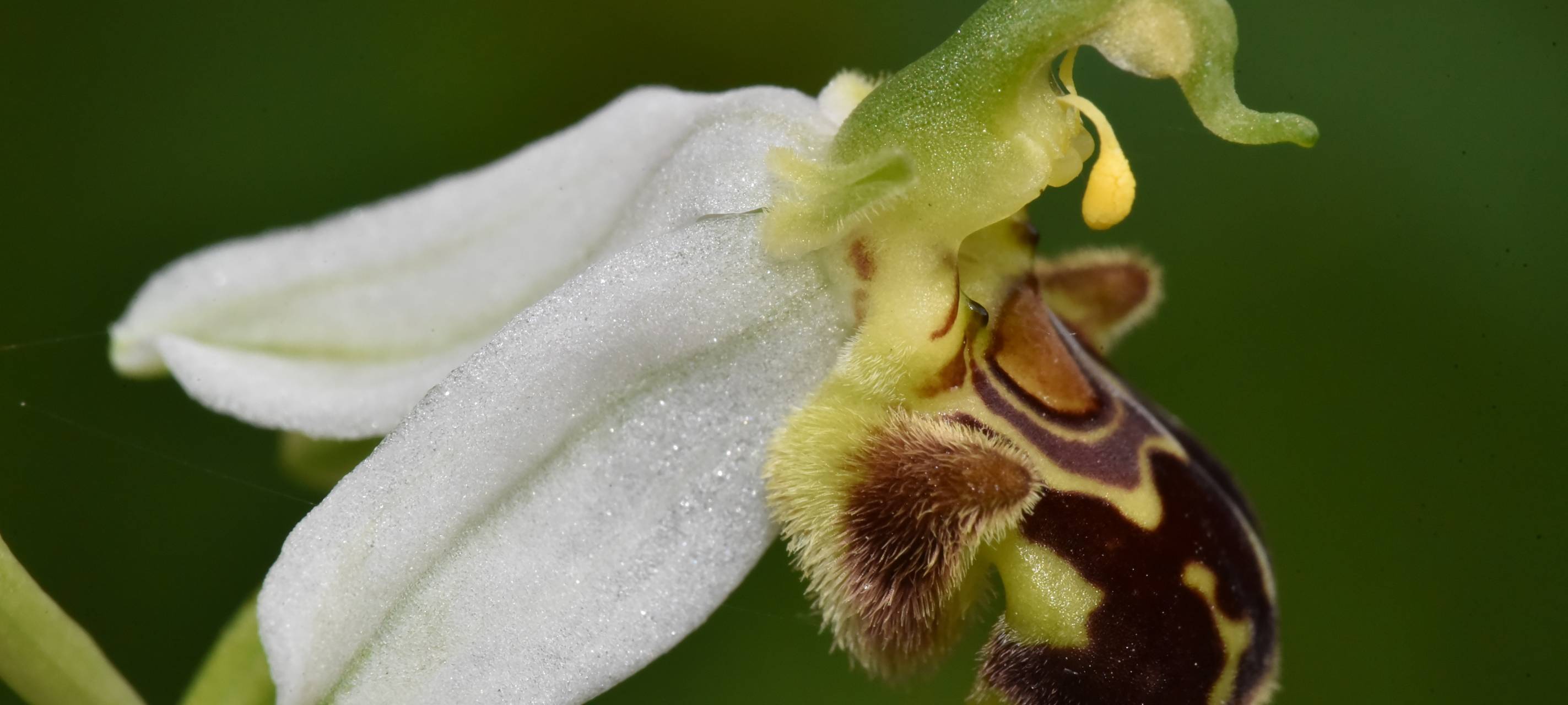 Grevenbroicher finden besondere Orchideen-Varietät