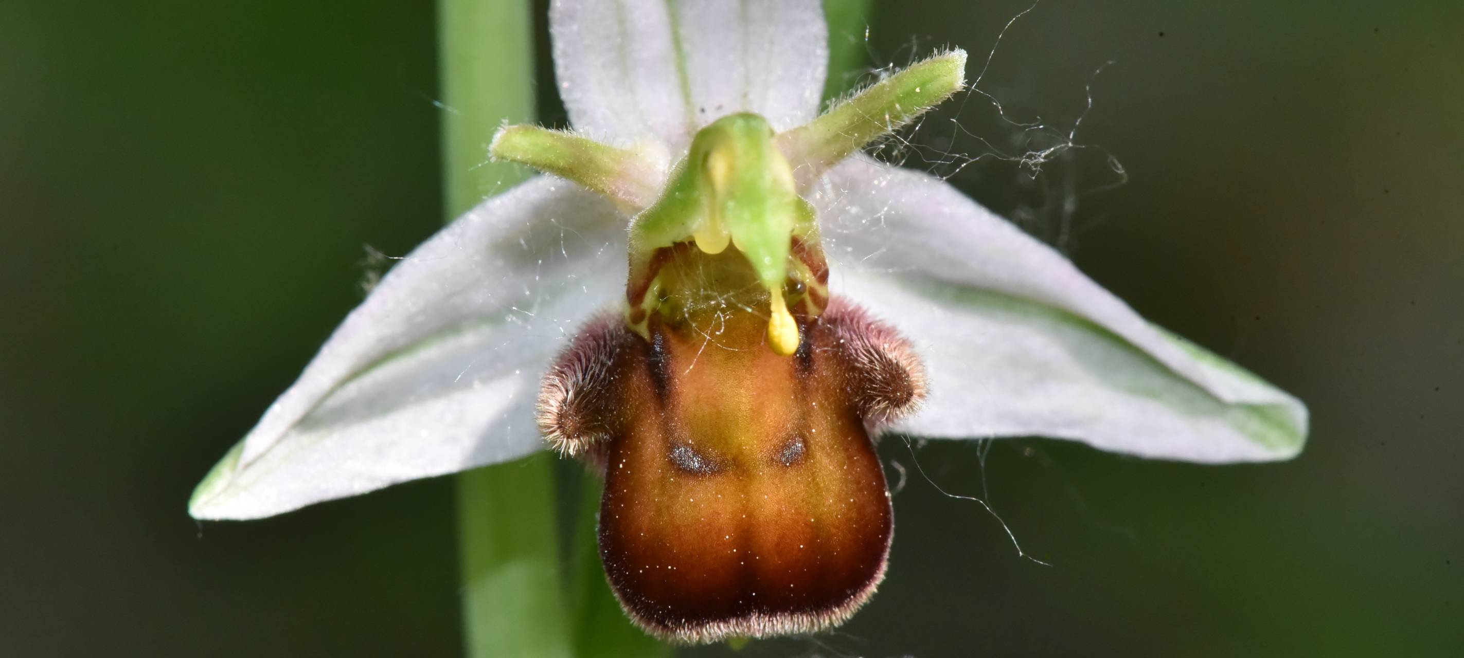 Grevenbroicher finden besondere Orchideen-Varietät