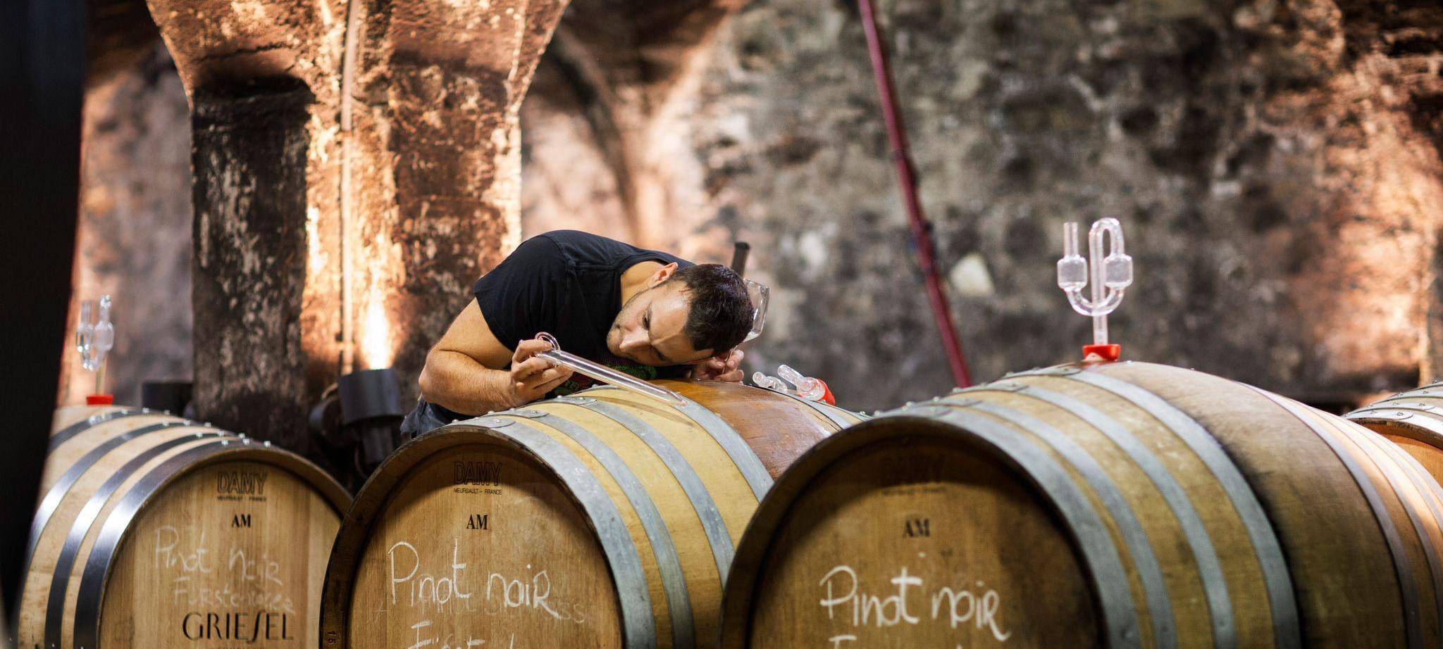 Sektgärung im Weingut