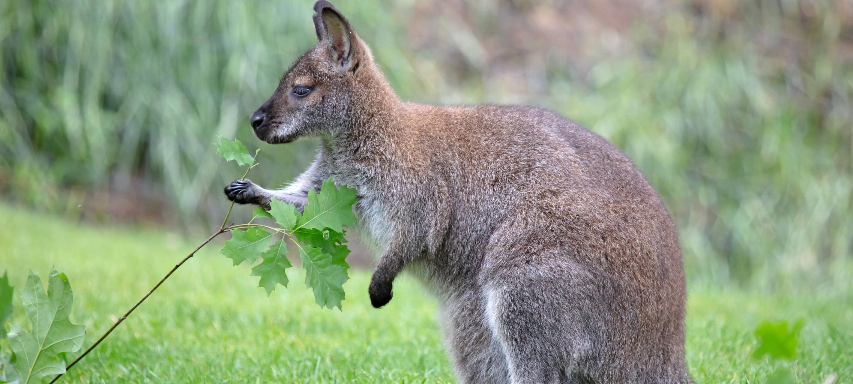 Känguru aus Grevenbroich hat neues Zuhause