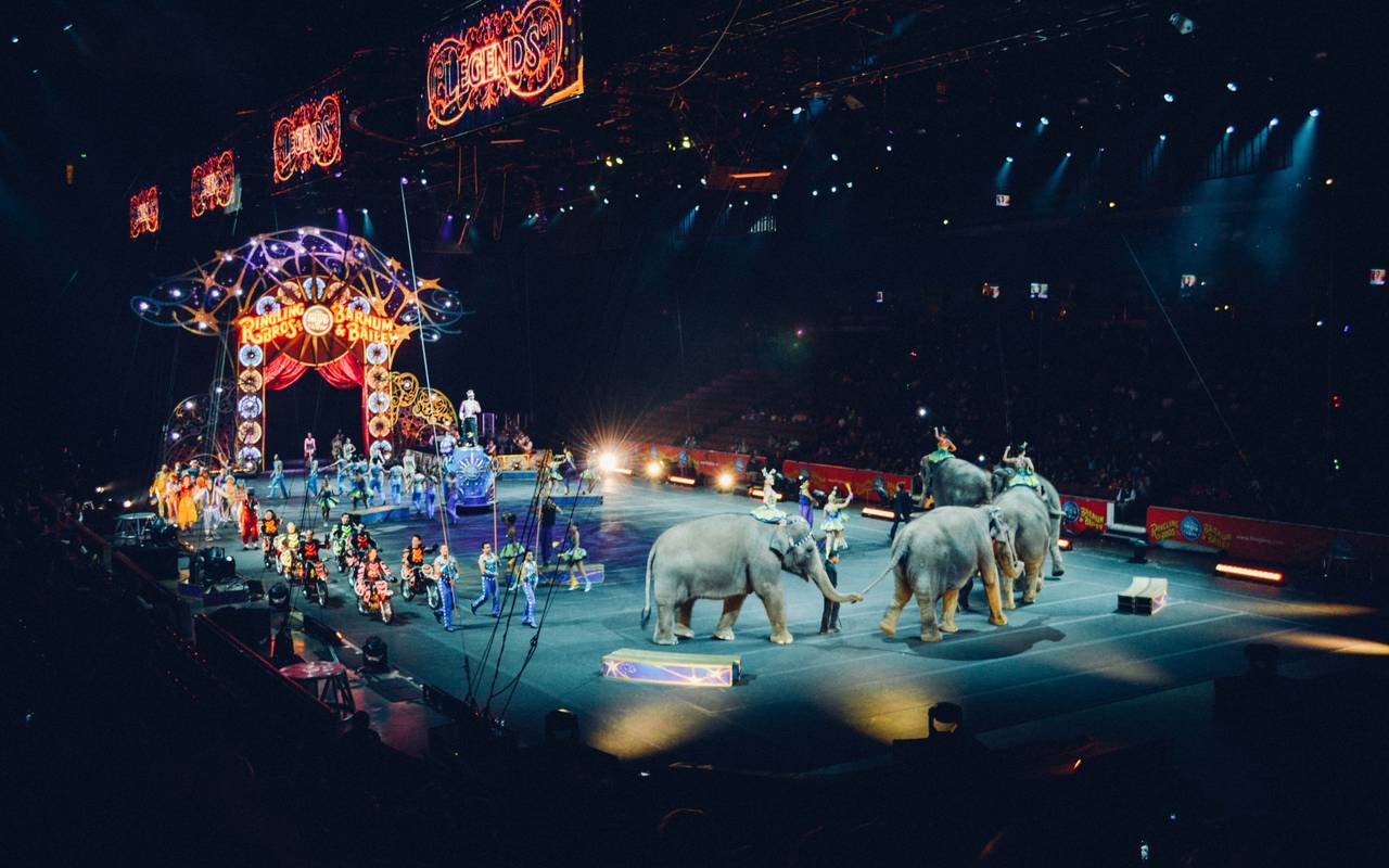 Bild Zirkus Tiere