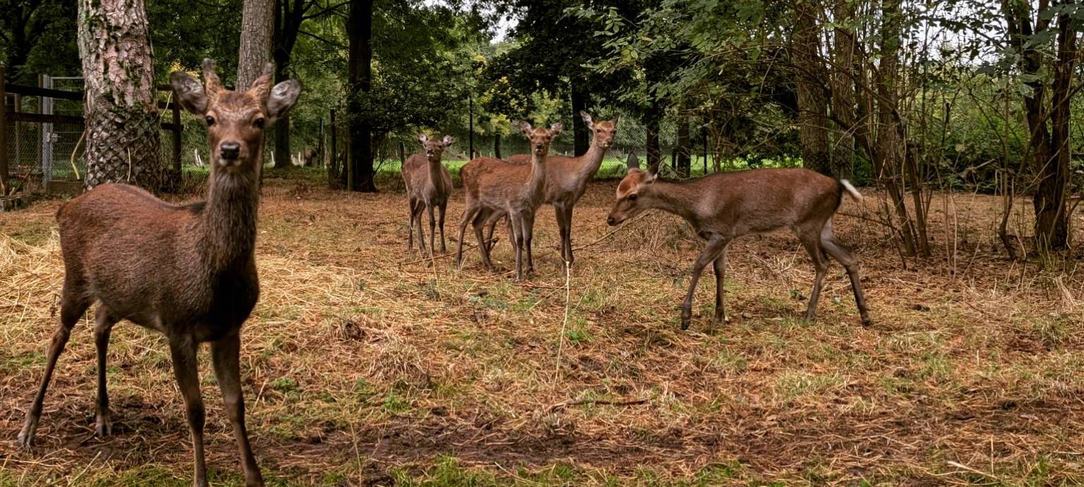 Neue Hirsche im Tierpark Tannenbusch