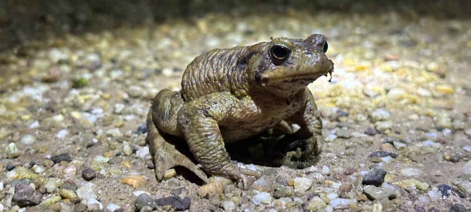 Krötenwanderung in Korschbroich startet