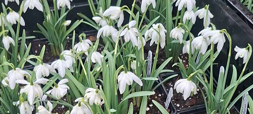 Rückblick auf die Schneeglöckchentage in Dormagen