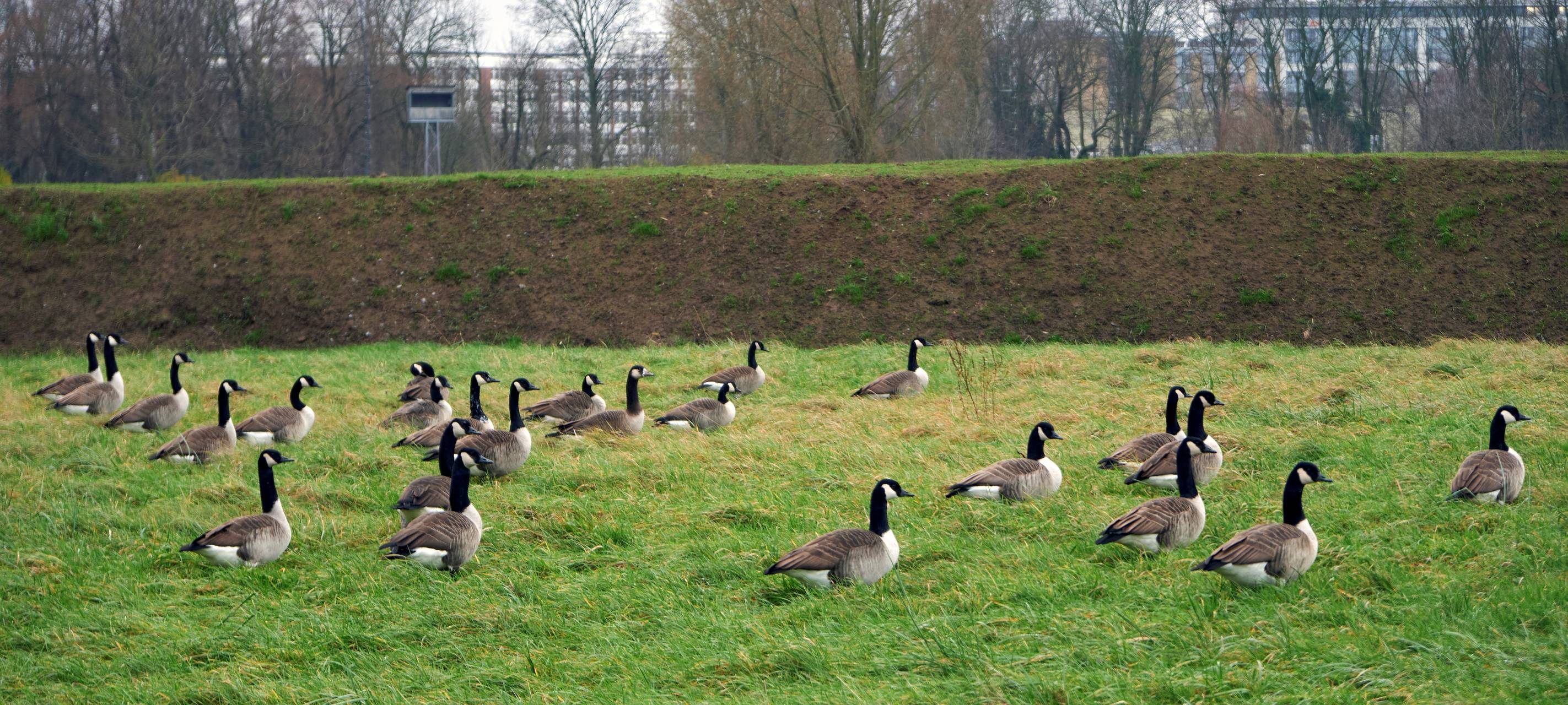 Gänseproblem auf LAGA-Gelände in Neuss wohl überschaubar