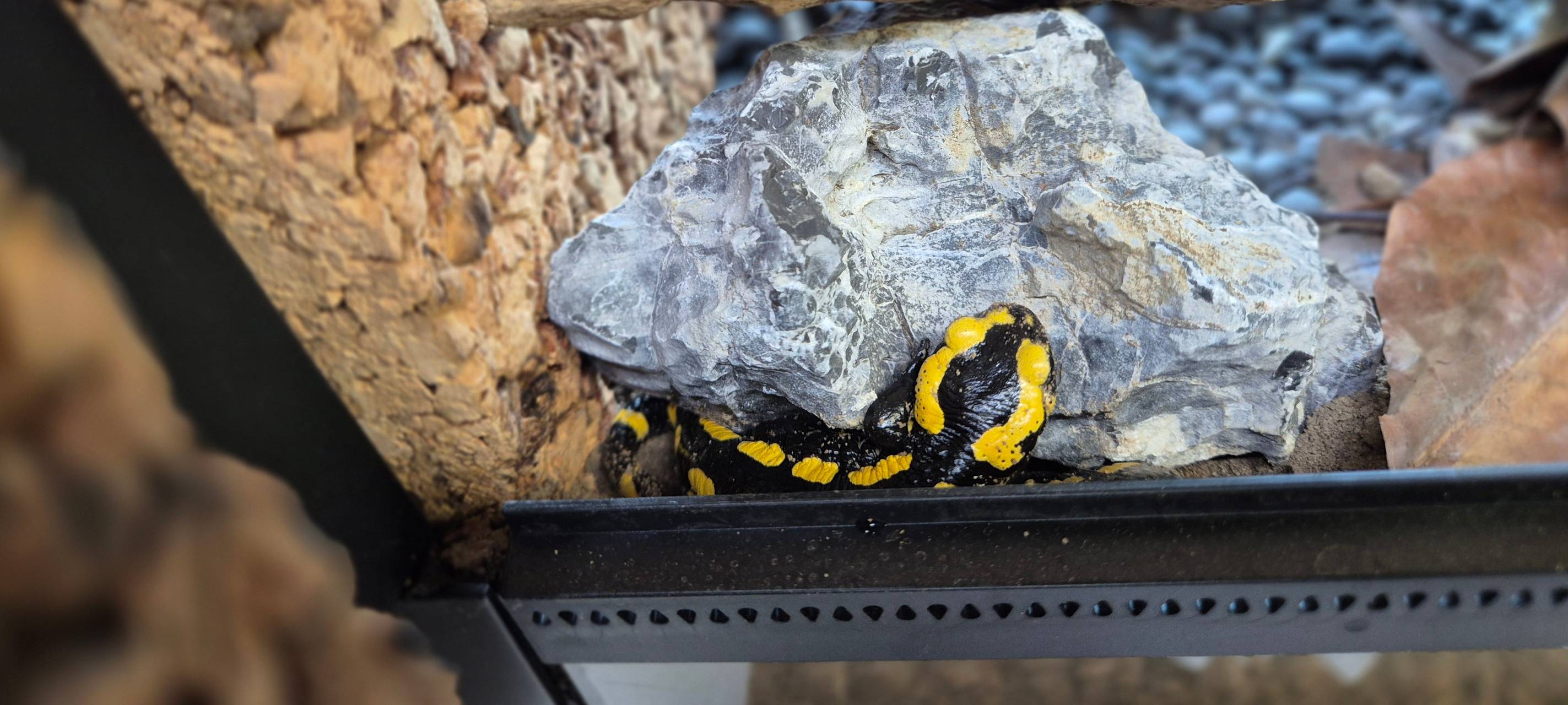 Feuersalamander im Tierpark Tannenbusch
