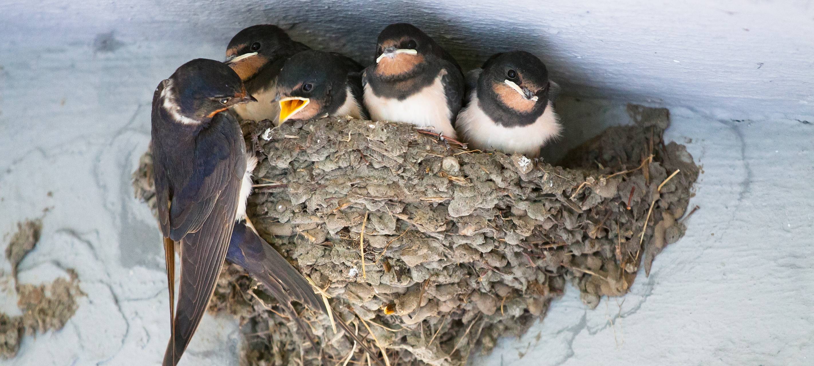Schwalben-Hilfe in Jüchen