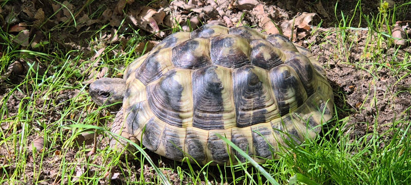 Neues Zuhause für vernachlässigte Schildkröten in Dormagen