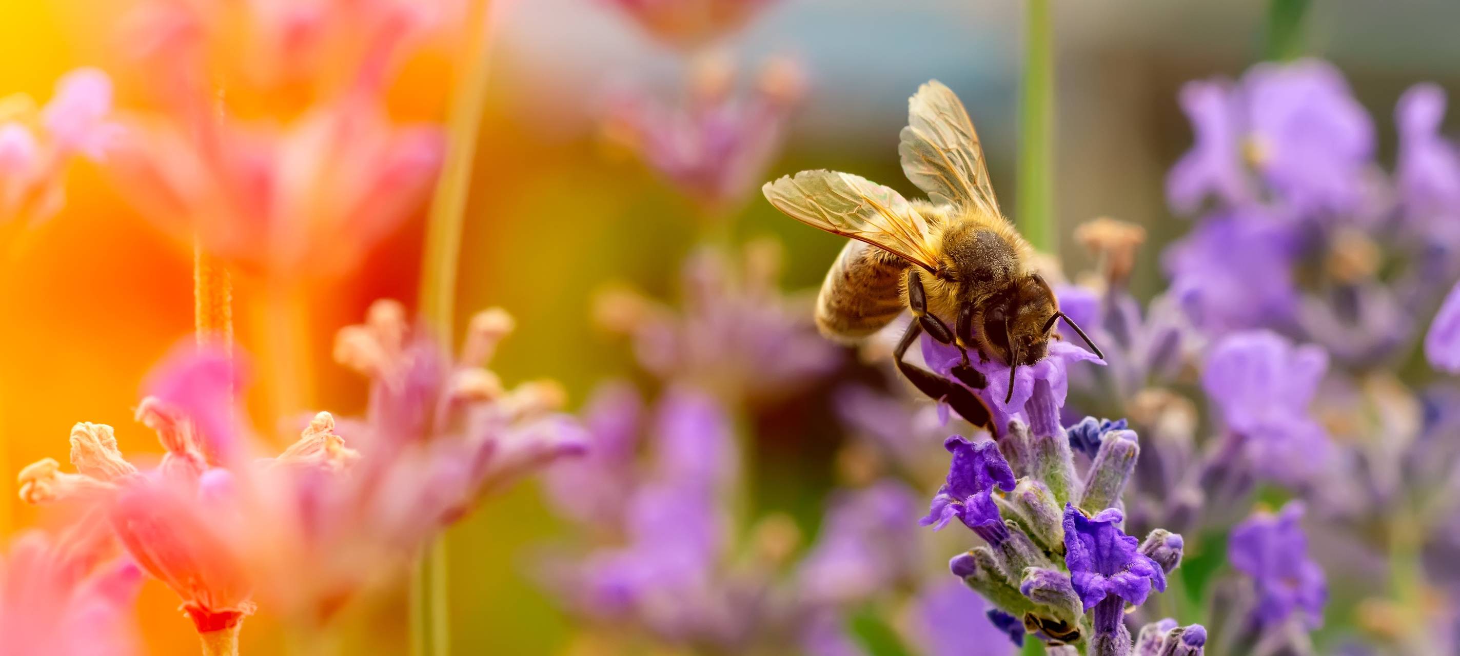 Weltbienentag