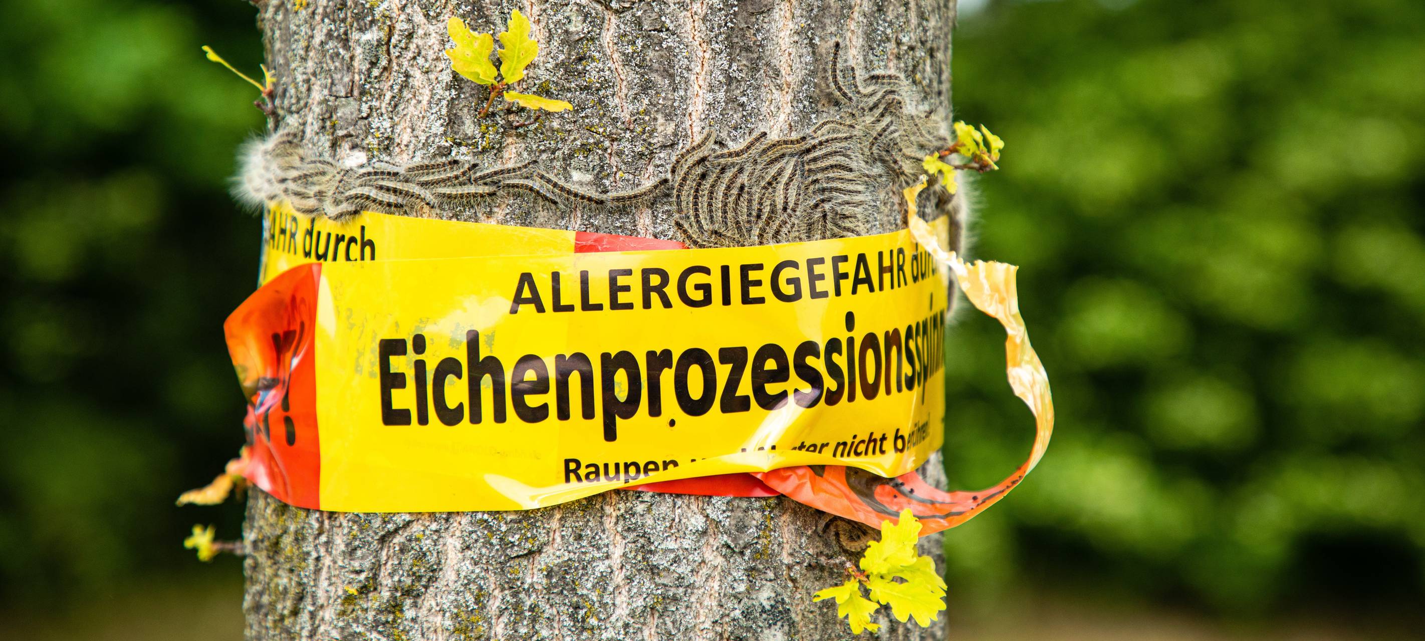 Eichenprozessionsspinner