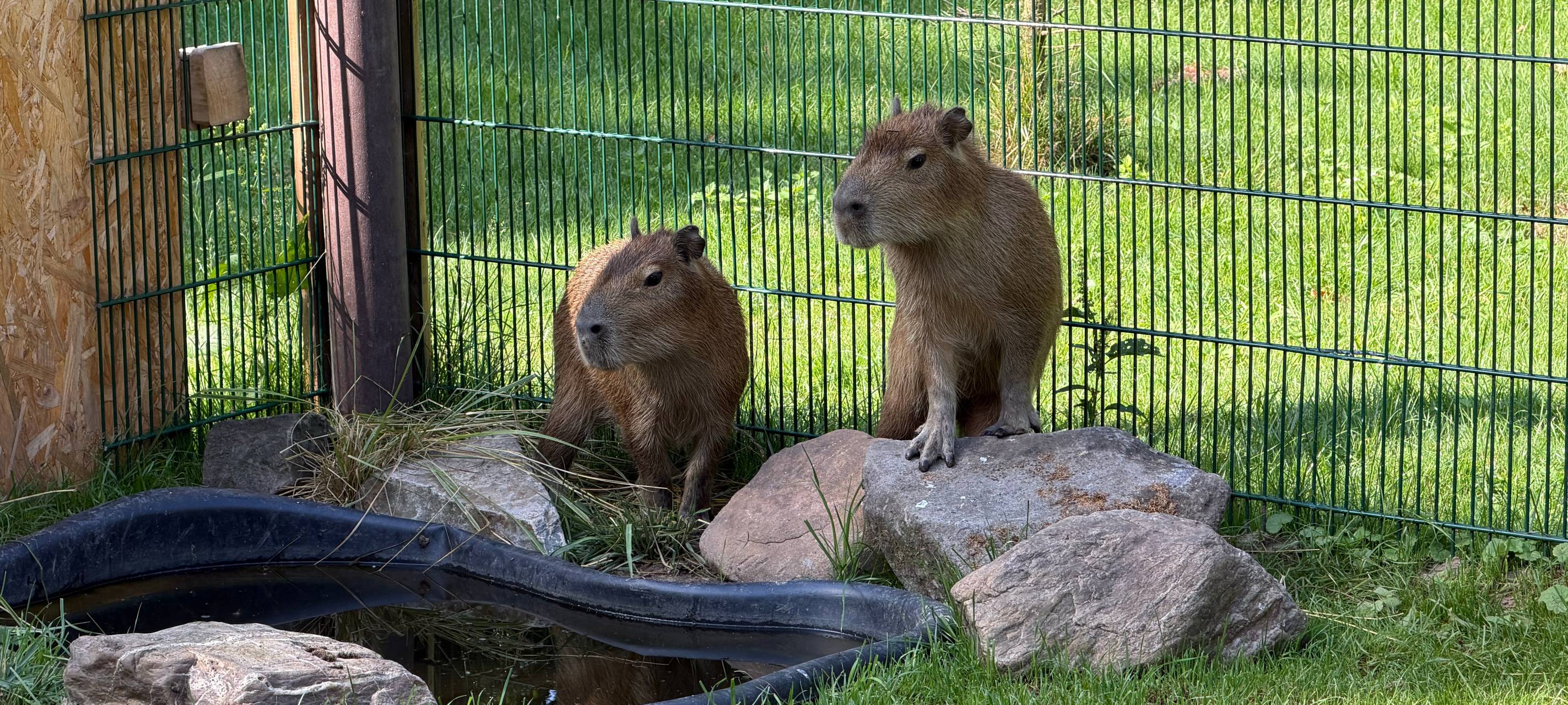 Capybaras im Dormagner Tierpark Tannenbusch
