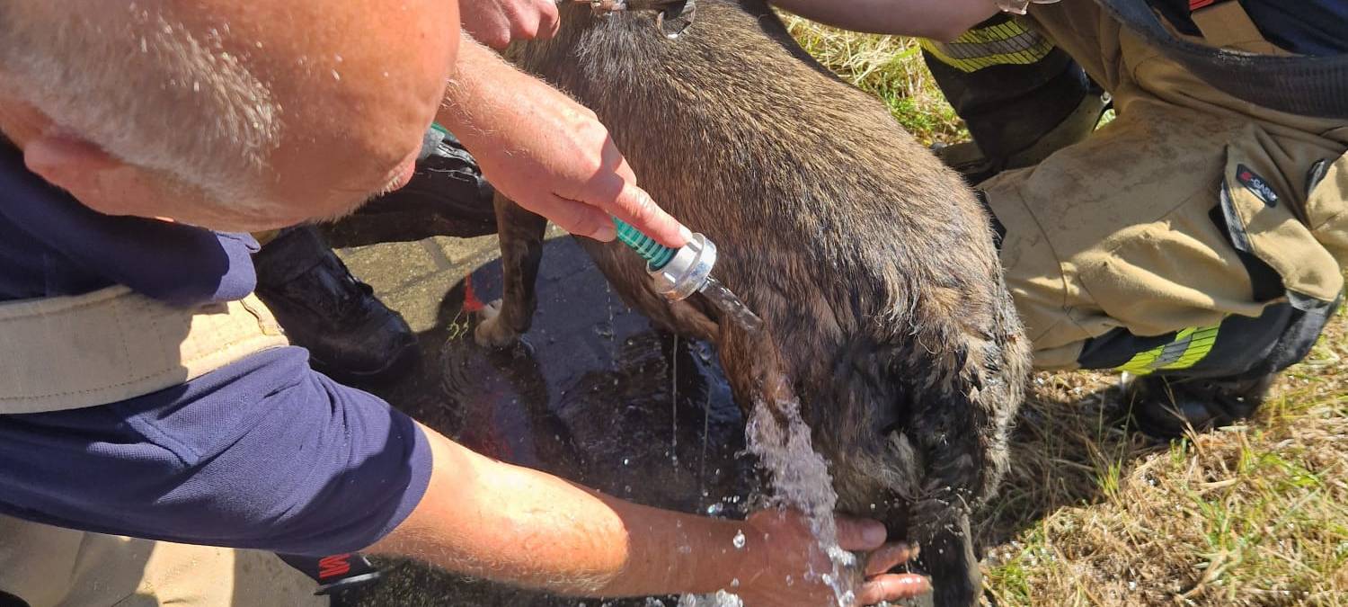 Meerbusch: Frau will Hund retten und sinkt im Sumpf ein