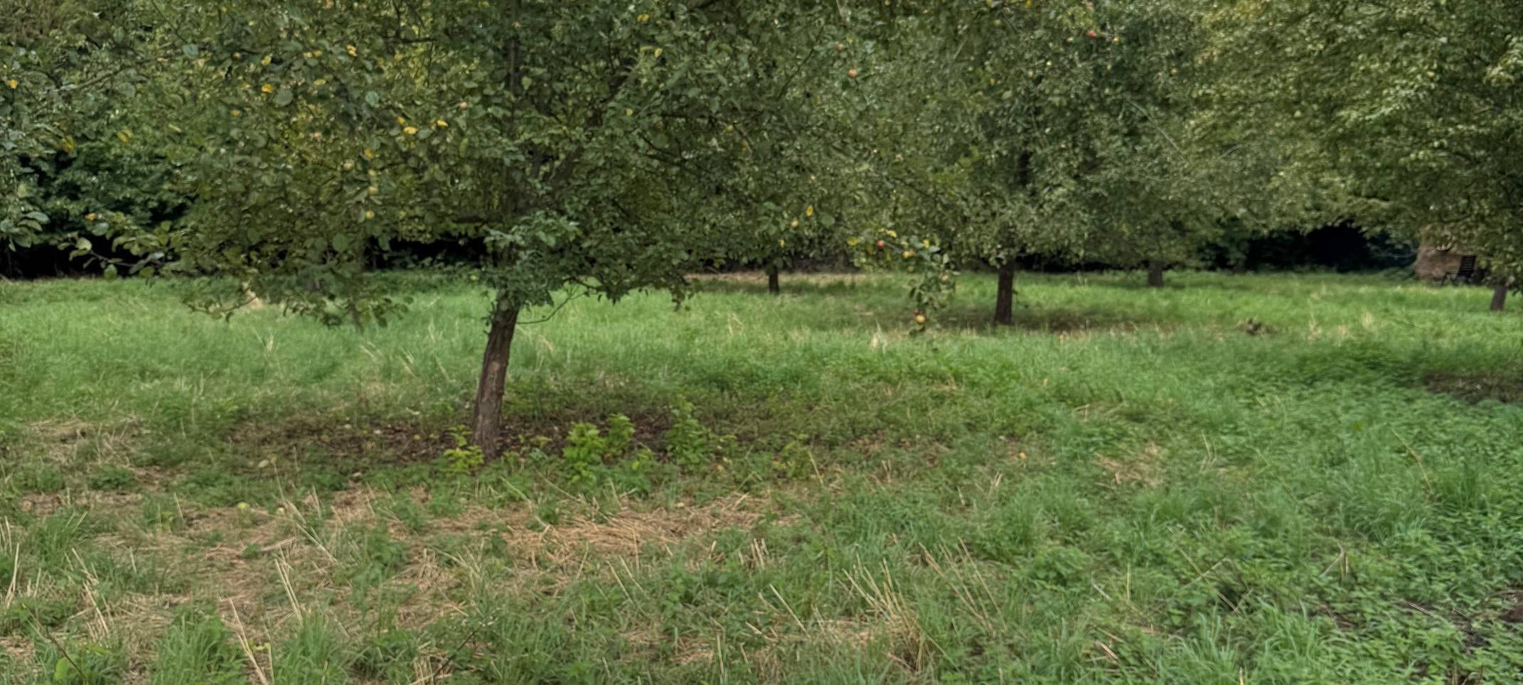 Streuobstwiesen in Rommerskirchen können geerntet werden