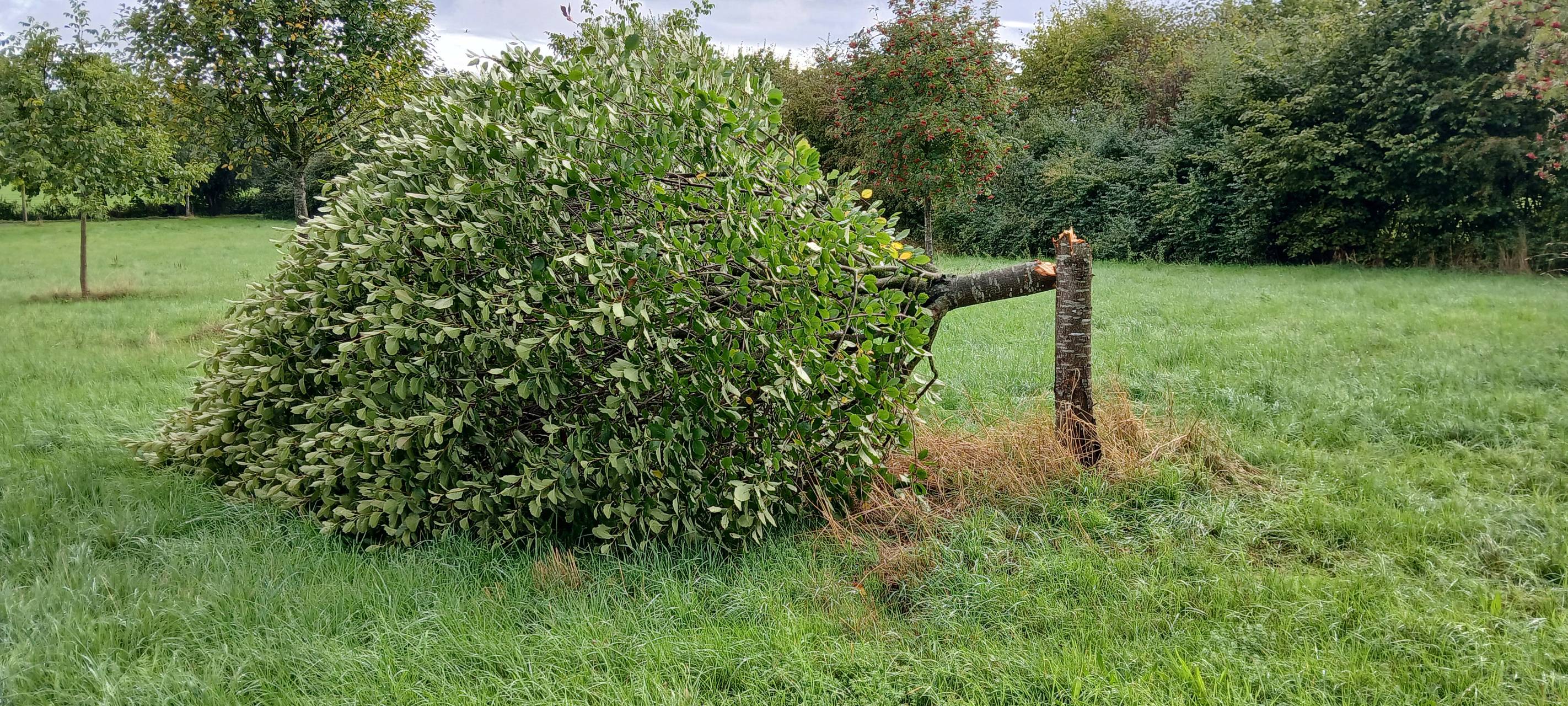 Jüchen: Baum illegal gefällt