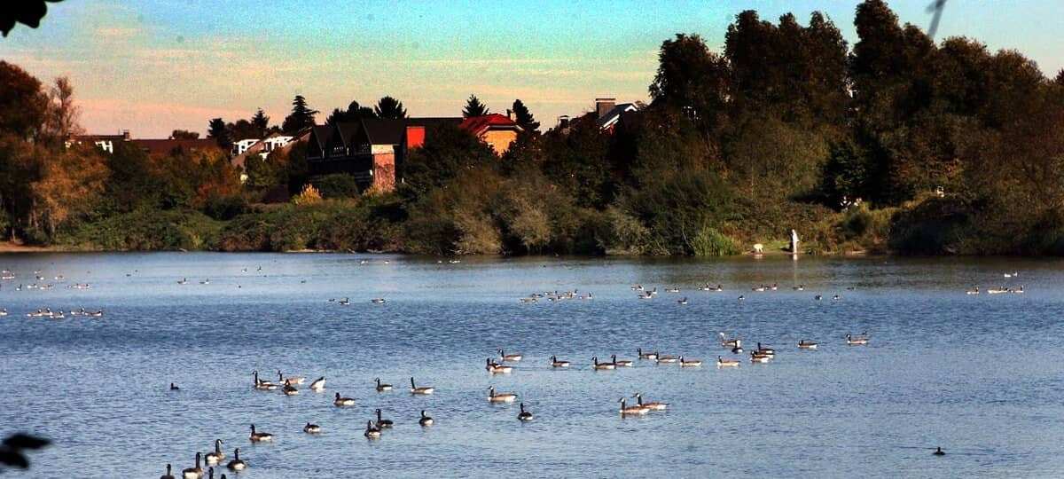 Stadt Meerbusch warnt vor Blaualgen im Latumer See