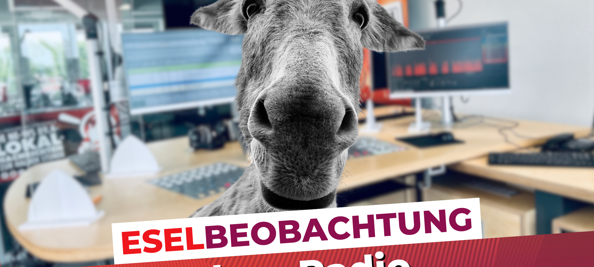 Slow-Radio: Die NE-WS 89.4-Eselbeobachtung