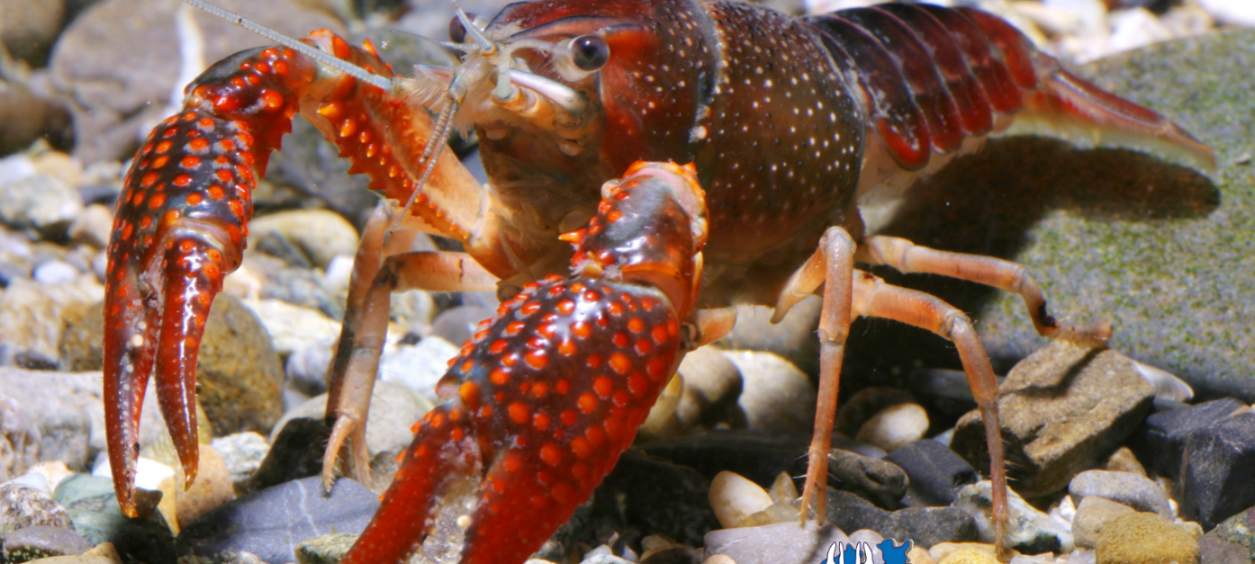 Edelkrebsprojekt NRW