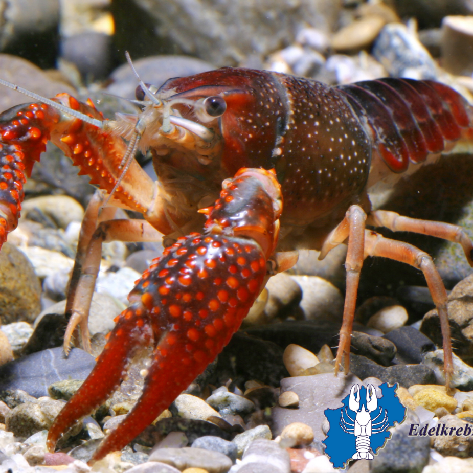 Edelkrebsprojekt NRW