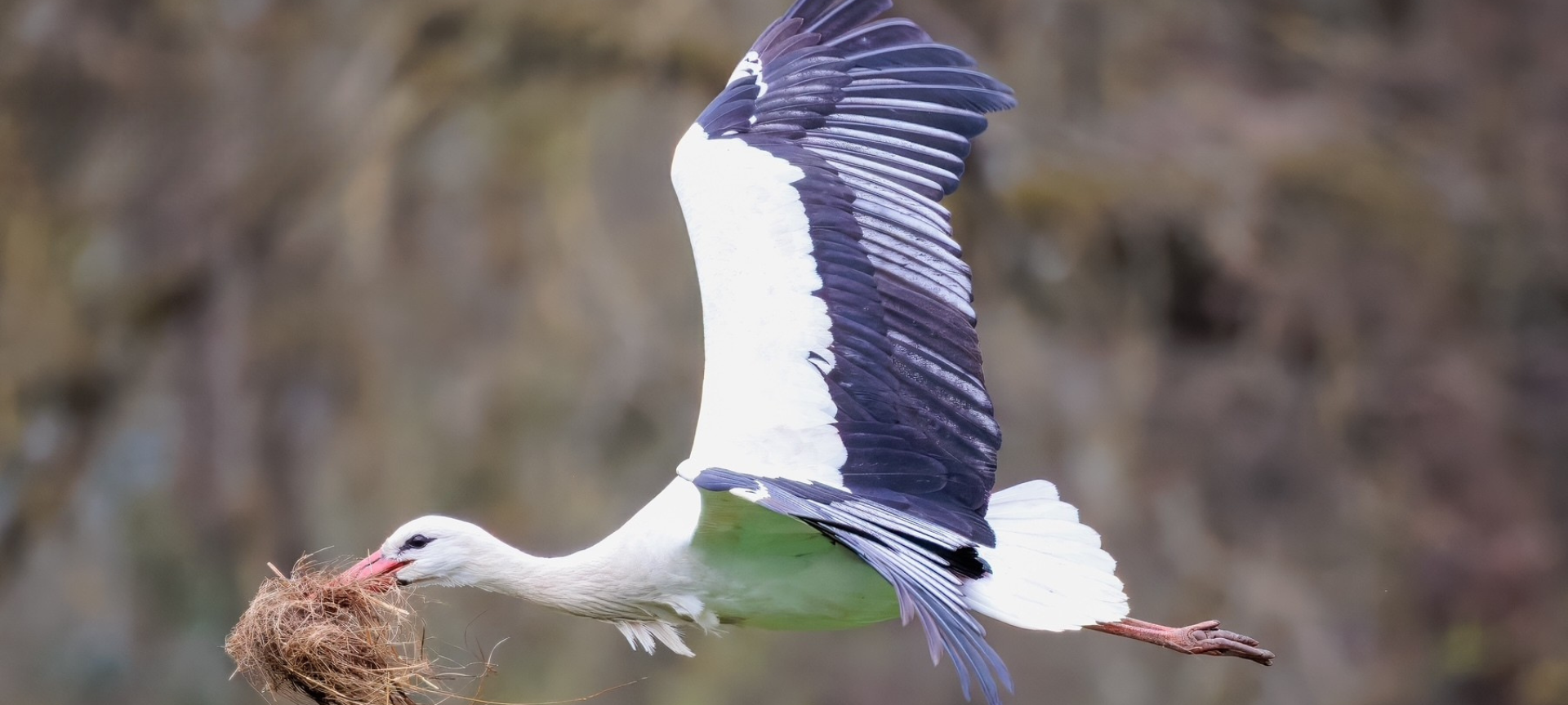 Störche leben jetzt am Neusser Kinderbauernhof