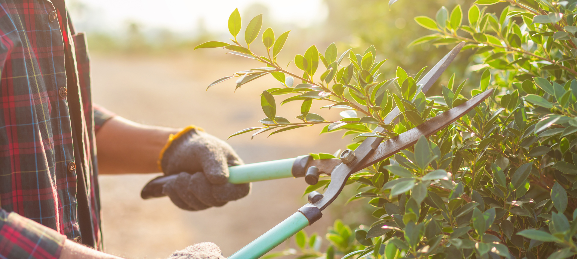 Gartenarbeit im Frühling: Welche Pflanzen müssen jetzt zurückgeschnitten werden?