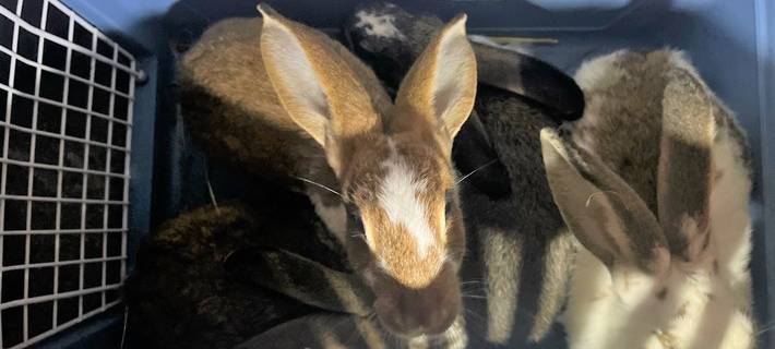 Sichergestellt Kaninchen